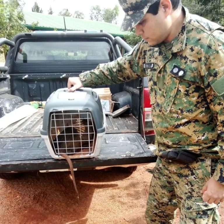 Rescatan una nutria en un barrio de Posadas y la devuelven a su hábitat imagen-10