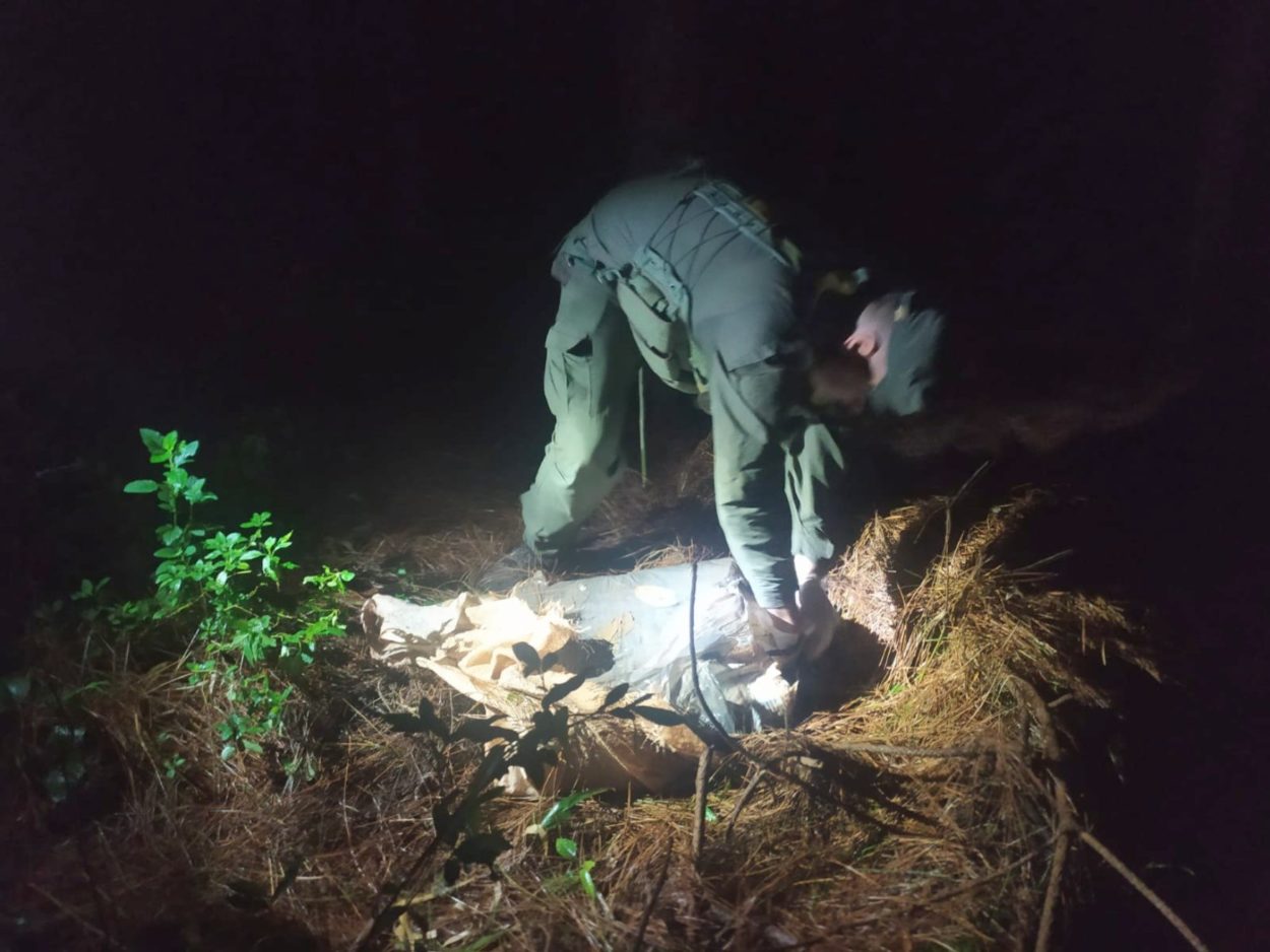 Gendarmes hallan acopio de más de 71 kilos de marihuana entre la maleza imagen-2