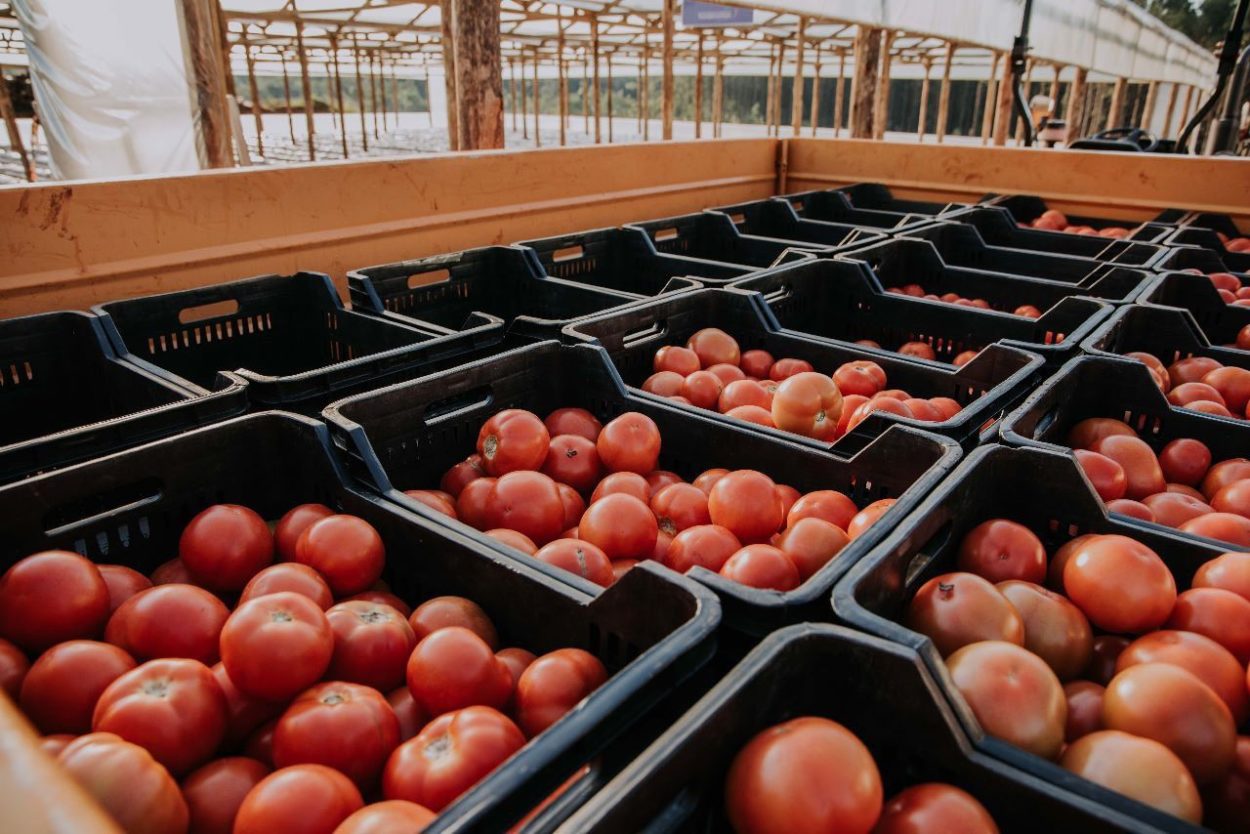 El Mercado Central comercializará tomates misioneros imagen-1