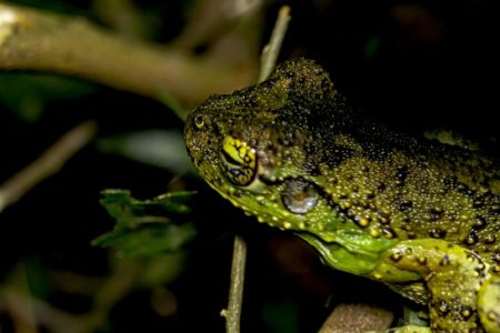 Detectan en el Parque Provincial Urugua-í un anfibio de alto valor ecológico imagen-10