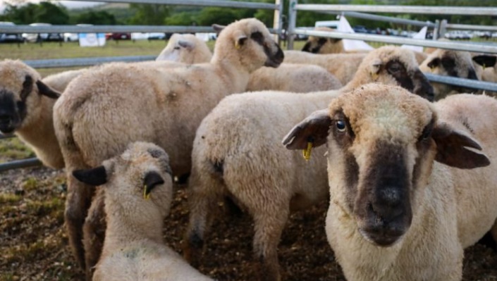 Dicen que el consumo de carne ovina en la provincia "está en aumento" pero aún no se logra el autoabastecimiento imagen-1
