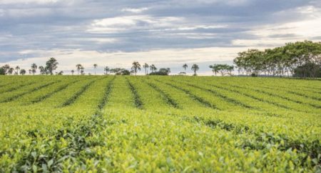 Producción orgánica de yerba mate y té, una economía regional que crece cuidando el ambiente y la biodiversidad imagen-6