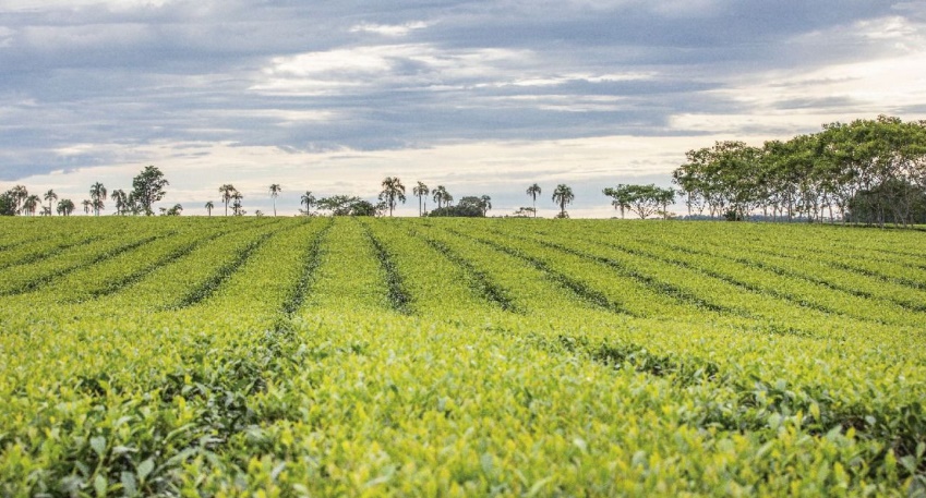 Producción orgánica de yerba mate y té, una economía regional que crece cuidando el ambiente y la biodiversidad imagen-1