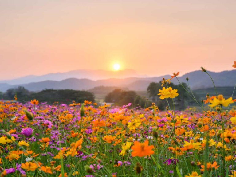 Primavera: cuál es el fenómeno astronómico que da inicio a la estación de las flores imagen-27