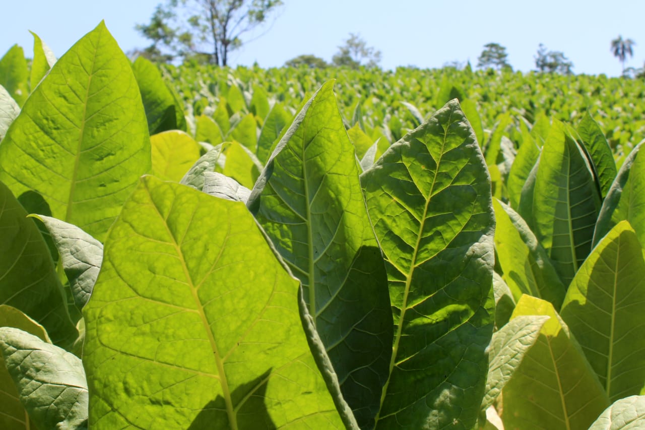 Desarrollan un proyecto que brindará a los productores tabacaleros sustentabilidad, aseguran imagen-18