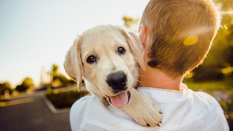 Tener una mascota es la forma ideal de combatir la ansiedad, según los expertos imagen-6