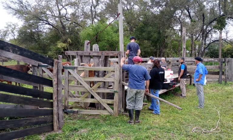 Senasa señala avances en el plan de brucelosis bovina en Misiones imagen-45