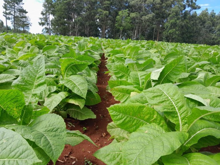 Histórica cosecha de tabaco Burley producido mediante la aplicación de bioinsumos imagen-6