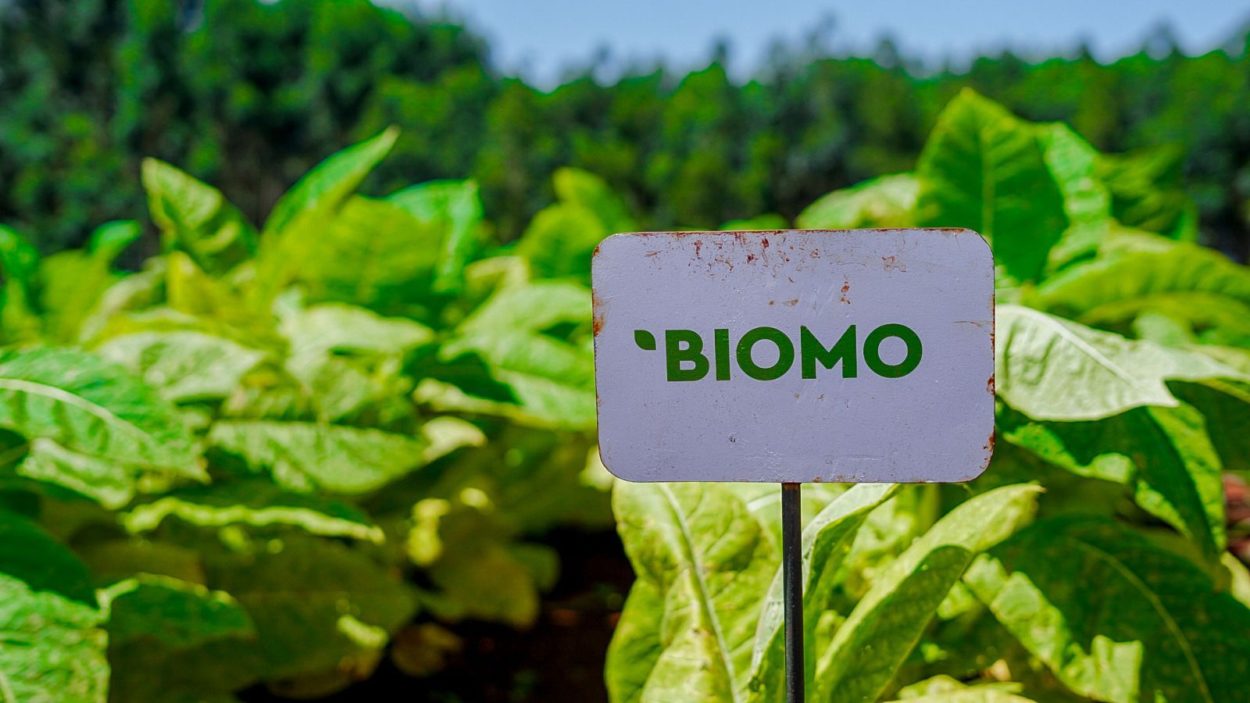 Histórica cosecha de tabaco Burley producido mediante la aplicación de bioinsumos imagen-6