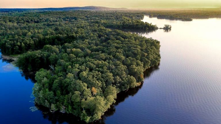 Brasil anunció la reducción del 59% en la deforestación amazónica y continúa la baja imagen-11