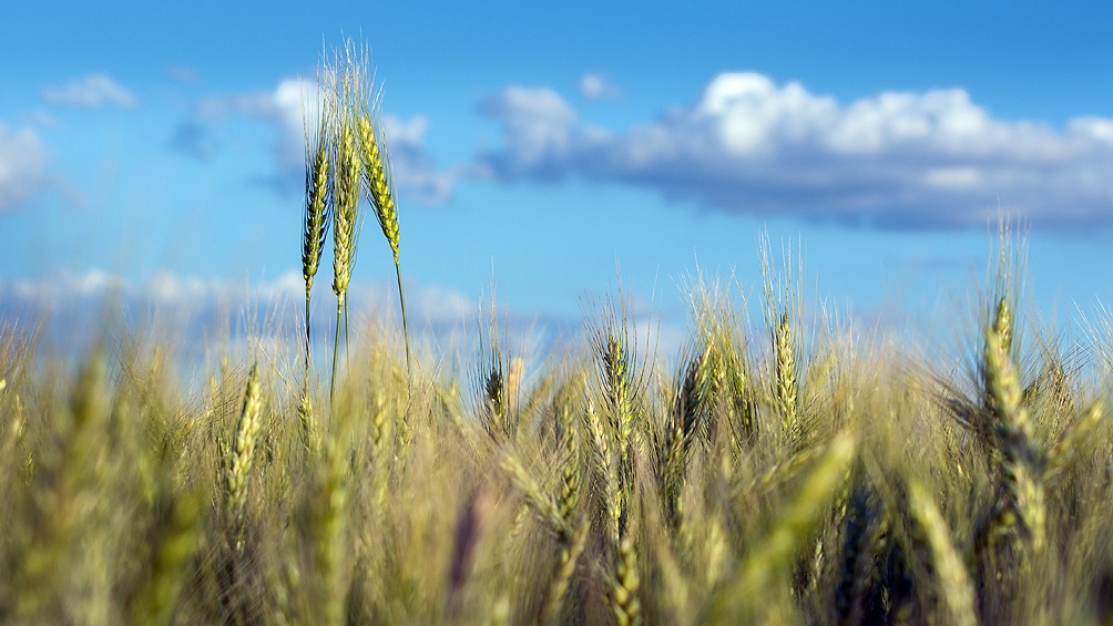 La falta de lluvias afecta al trigo aunque se espera que en primavera aumenten las precipitaciones imagen-1