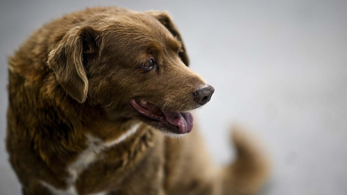 Bobi, el perro más longevo del mundo, falleció a los 31 años imagen-1