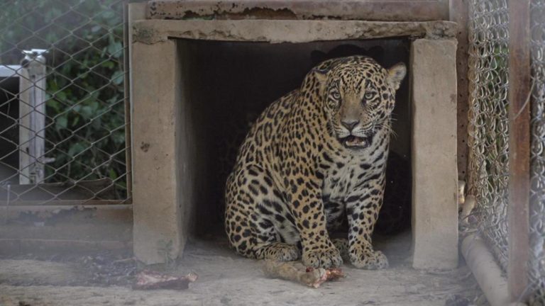 Liberaron a un segundo ejemplar de yaguareté silvestre en los Esteros del Iberá imagen-28