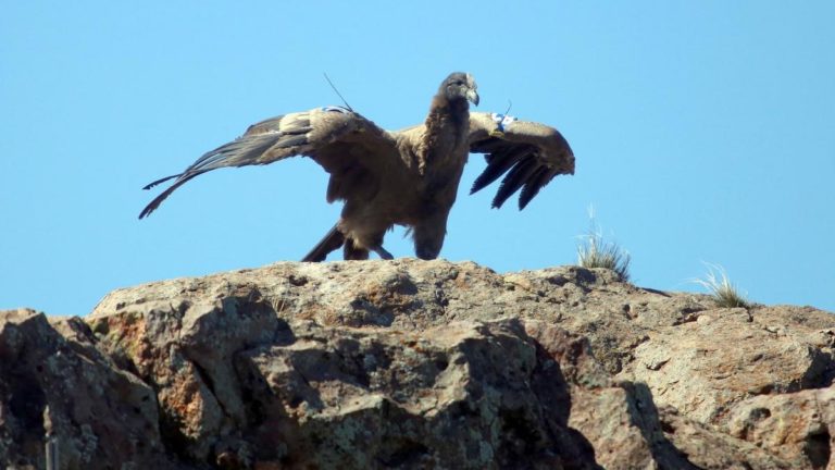 Liberaron con éxito a tres pichones de cóndor andino y ya son 69 los devueltos a la naturaleza imagen-48