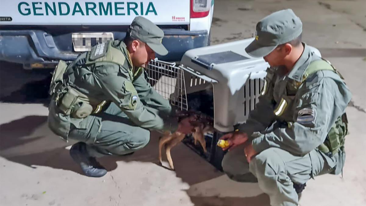 Gendarmería rescató una cría de guazuncho que era trasladada ilegalmente en Formosa imagen-1