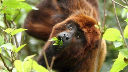 Buscan reintroducir en Argentina al mono aullador rojo trayendo ejemplares de Brasil imagen-3