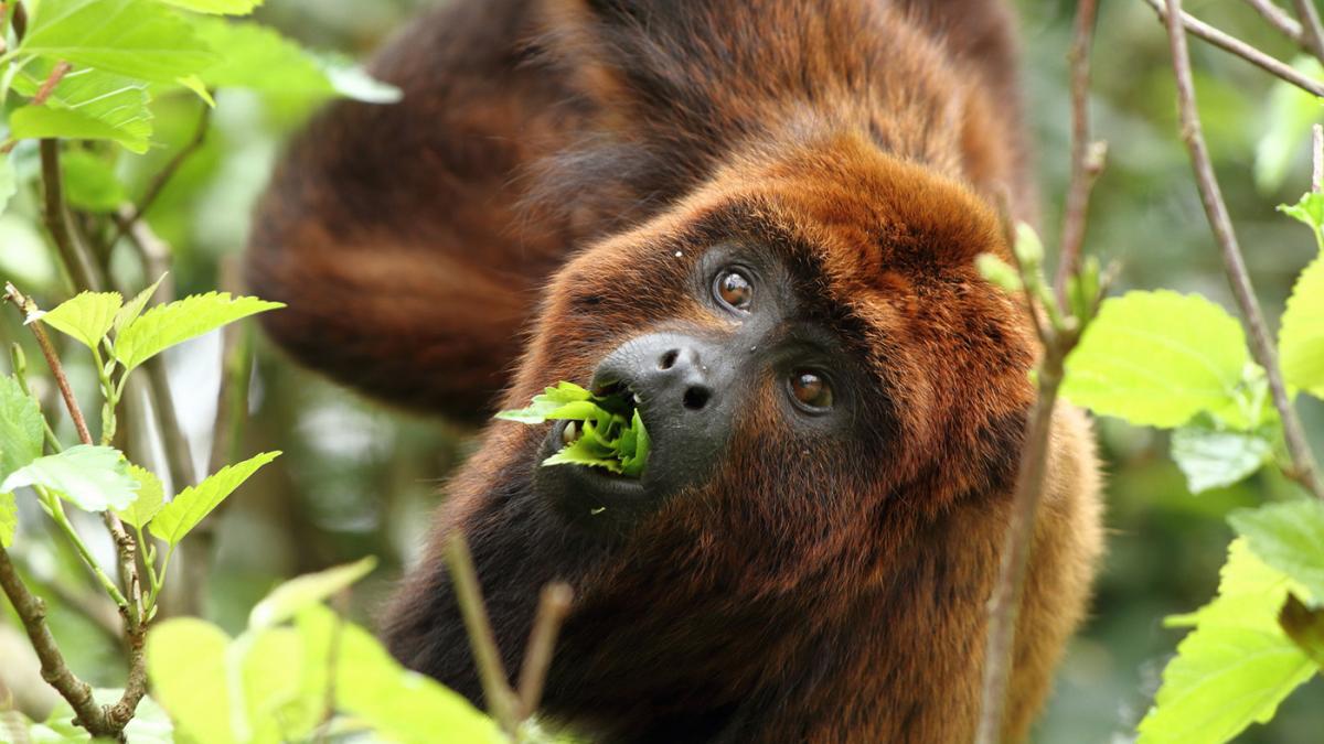 Buscan reintroducir en Argentina al mono aullador rojo trayendo ejemplares de Brasil imagen-1