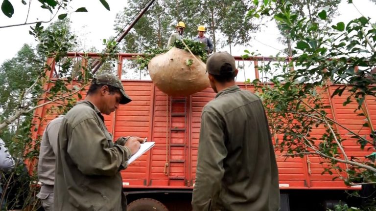 El Inym definió el encuadre para las actividades de operadores que propicien "una sana competitividad en la actividad yerbatera" imagen-28