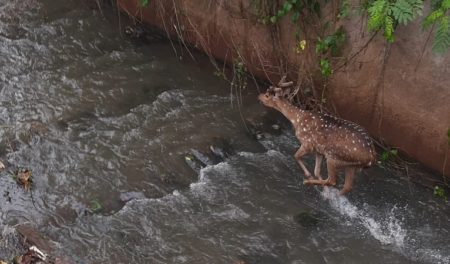 Policía Ambiental resguarda a un ciervo Axis llevándolo a la reserva El Puma imagen-6
