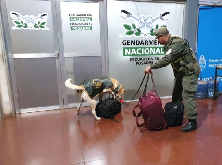 Terminal de Posadas: en dos procedimientos detectan, con la ayuda de "Gringo", más de 23 kilos de marihuana dentro de equipajes imagen-18