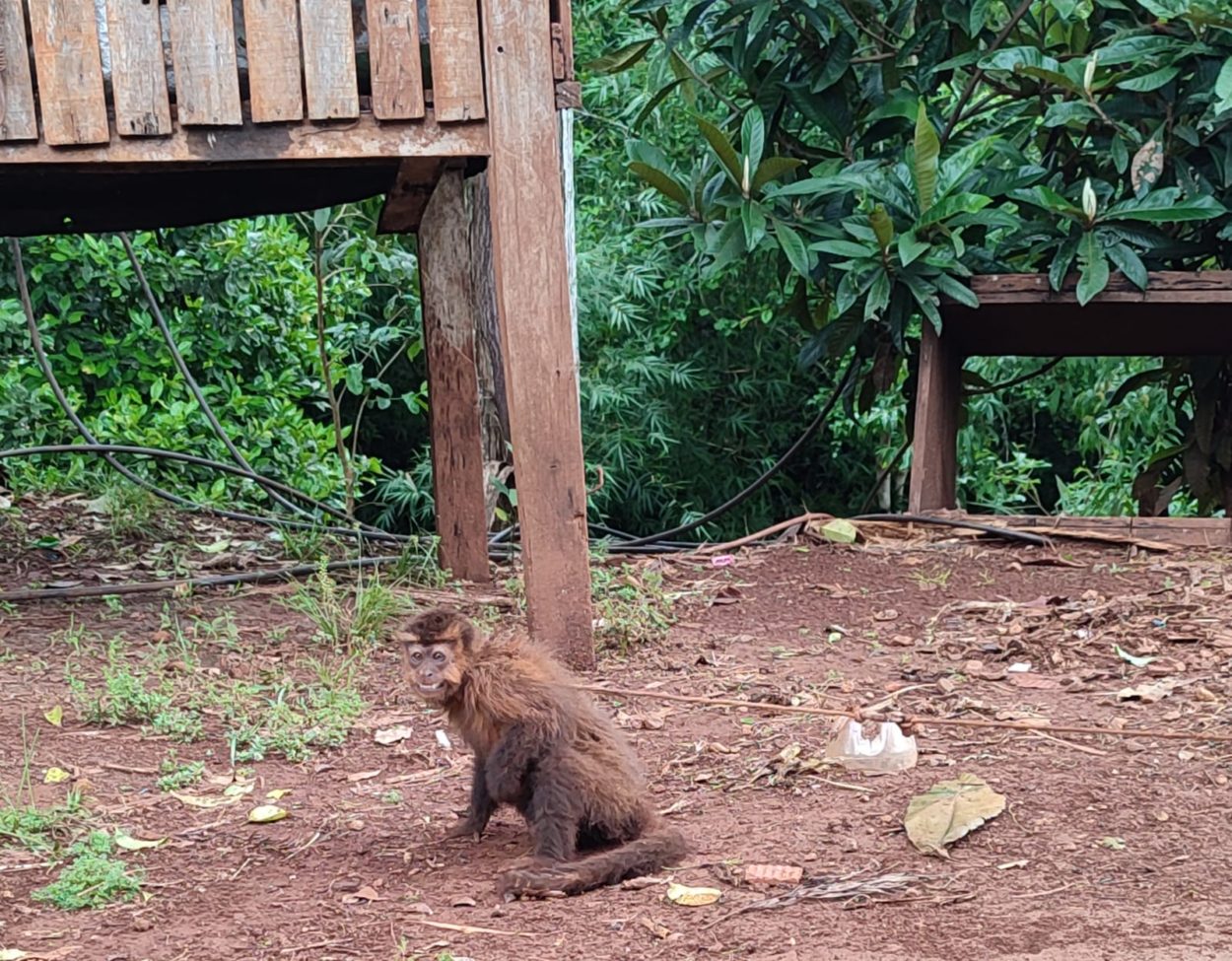 Rescatan a mono capuchino en cautiverio: El primate se encontraba atado en el patio de una casa imagen-2