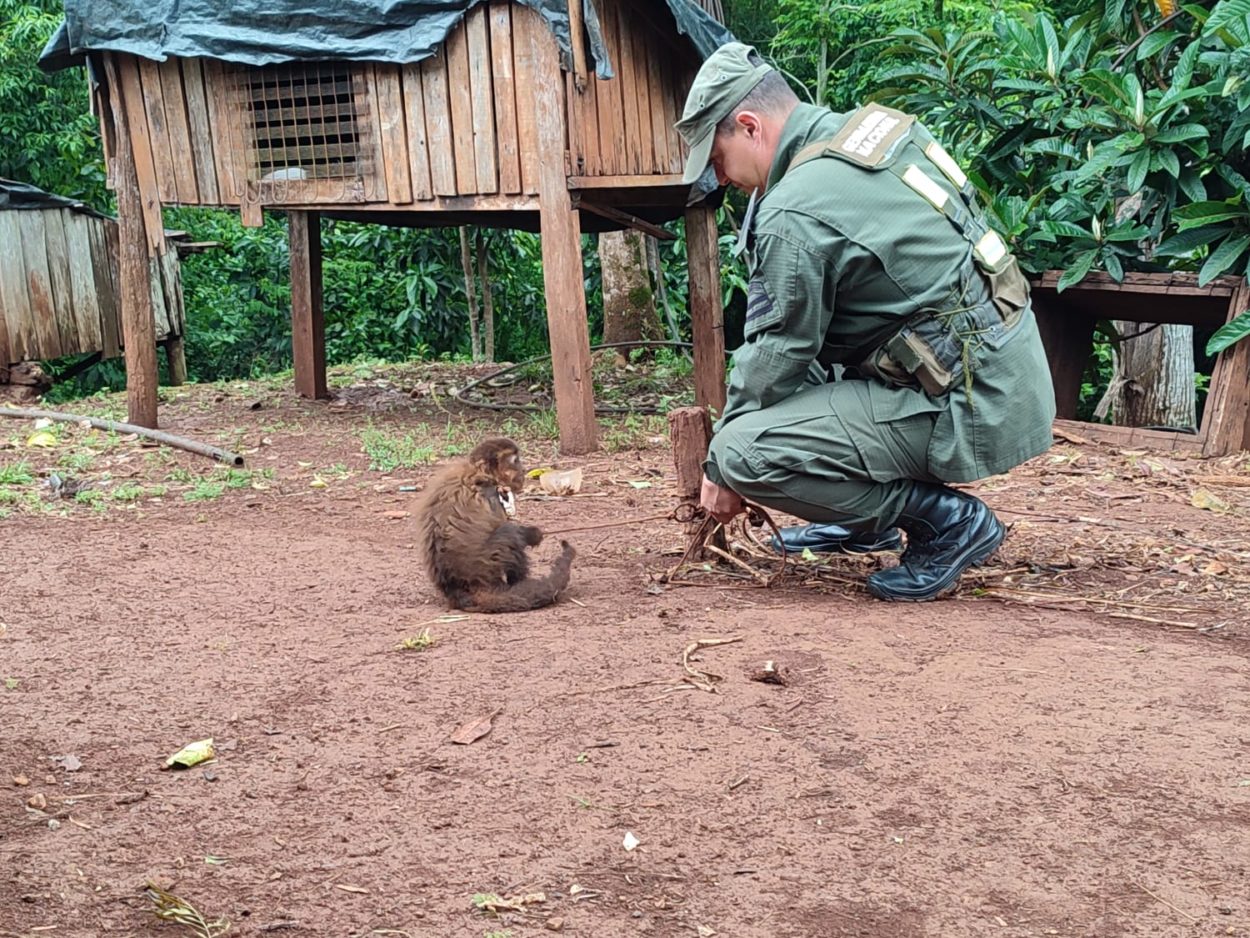 Rescatan a mono capuchino en cautiverio: El primate se encontraba atado en el patio de una casa imagen-1