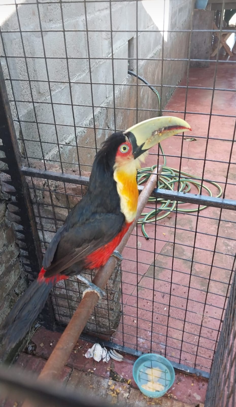 Resguardan a un tucán "bicolor" lastimado imagen-2