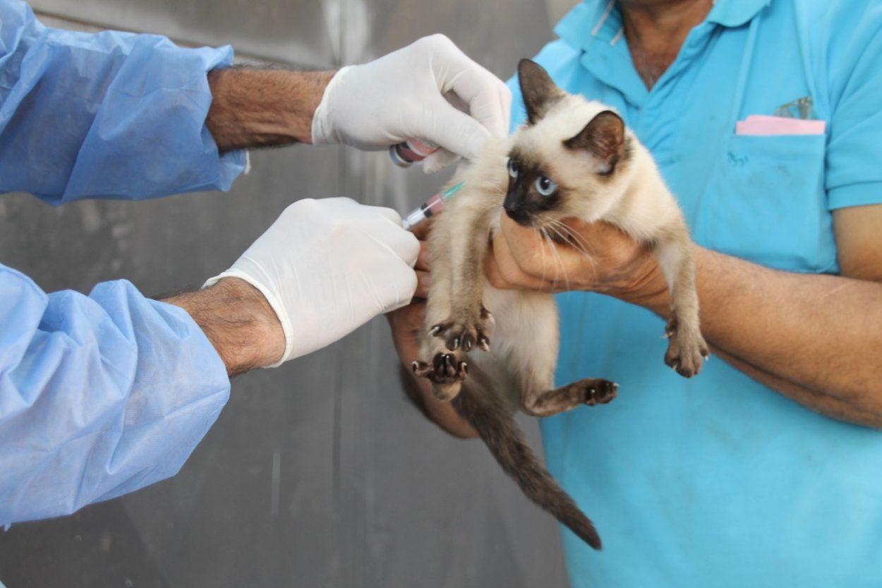 Salud de las mascotas: el Imusa continúa con castraciones y vacunación en los barrios imagen-1