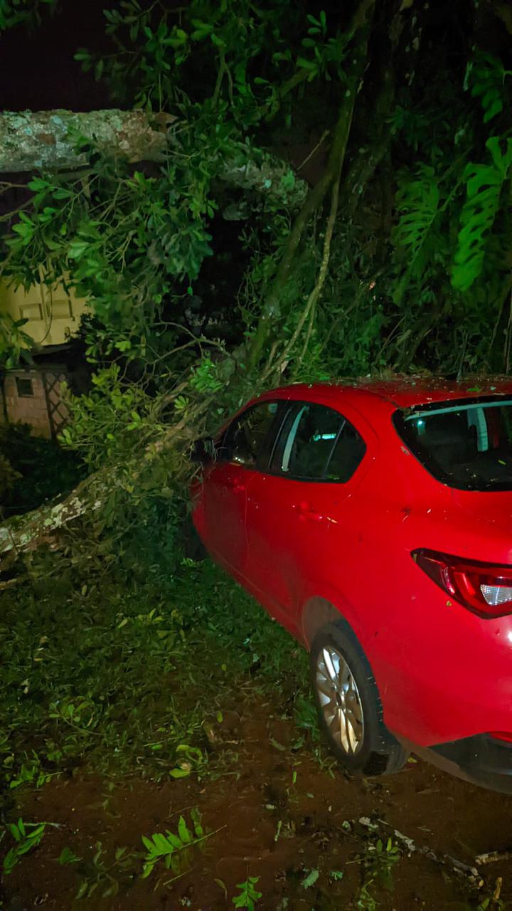 Temporal: un árbol cayó sobre un automóvil estacionado en el Parque de las Naciones imagen-1