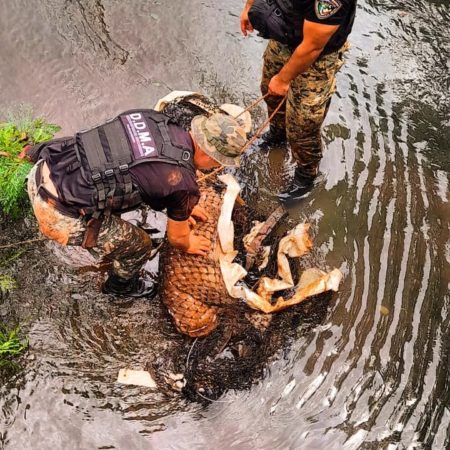 Policías ambientales rescataron en Posadas a un ciervo atrapado en un desagüe, una boa en la costanera y un armadillo en Itaembé Guazú imagen-5