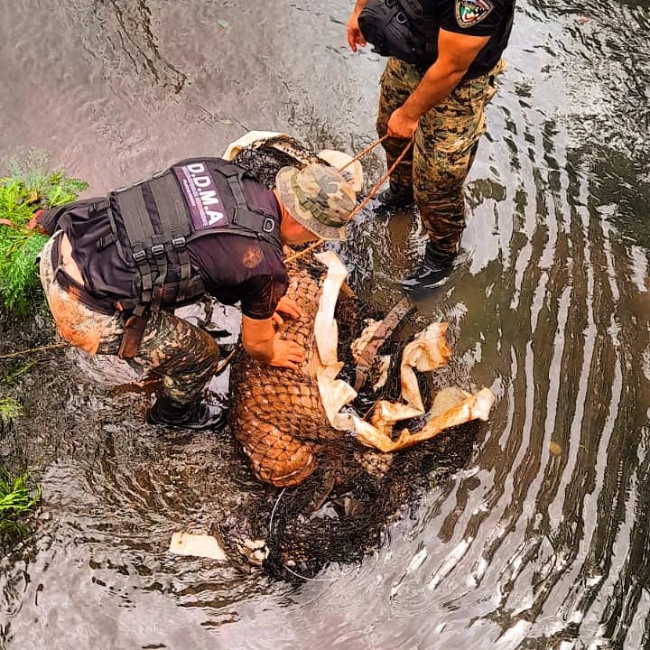 Policías ambientales rescataron en Posadas a un ciervo atrapado en un desagüe, una boa en la costanera y un armadillo en Itaembé Guazú imagen-1