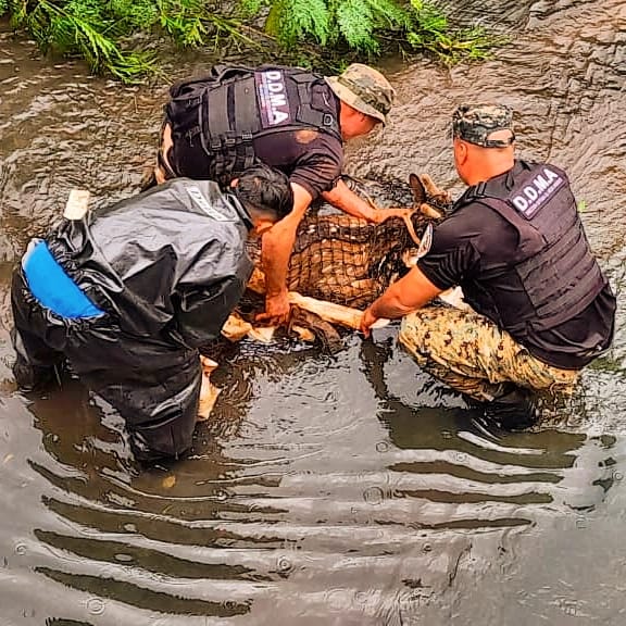 Policías ambientales rescataron en Posadas a un ciervo atrapado en un desagüe, una boa en la costanera y un armadillo en Itaembé Guazú imagen-2