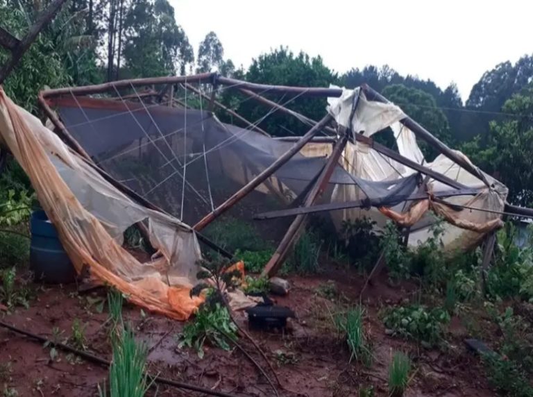 Ferias Francas: las constantes lluvias complican la producción y podría trasladarse a los precios imagen-8