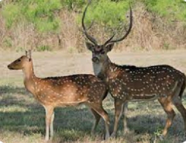 Trabajan en conjunto en un plan de manejo del ciervo Axis, especie que causa severos impactos sobre la biodiversidad imagen-1