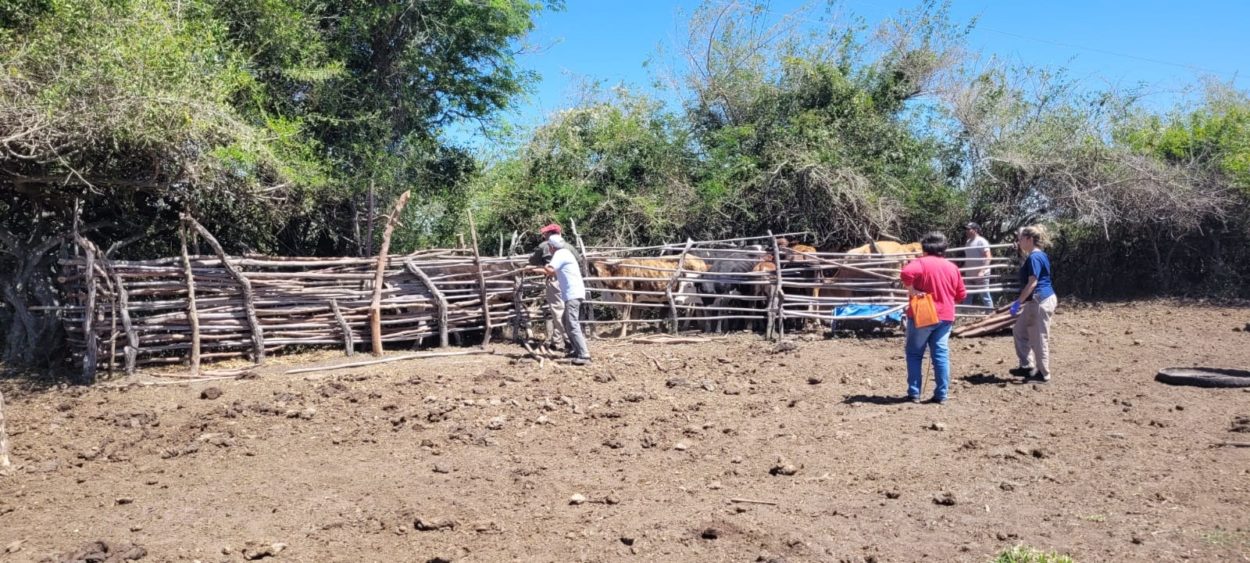 Senasa señala avances en el plan de brucelosis bovina en Misiones imagen-4