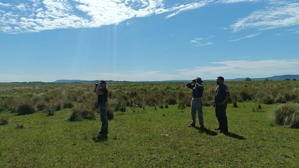 Ciervos Axis en el Sur de Misiones: se intensificó el relevamiento y monitoreo de los ejemplares para definir el plan de manejo poblacional imagen-2