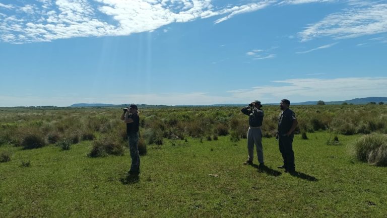 Ciervos Axis en el Sur de Misiones: se intensificó el relevamiento y monitoreo de los ejemplares para definir el plan de manejo poblacional imagen-29