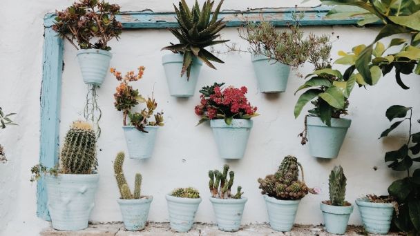 Feng Shui: Para cuidar la energía del hogar aconsejan utilizar plantas y flores  imagen-4