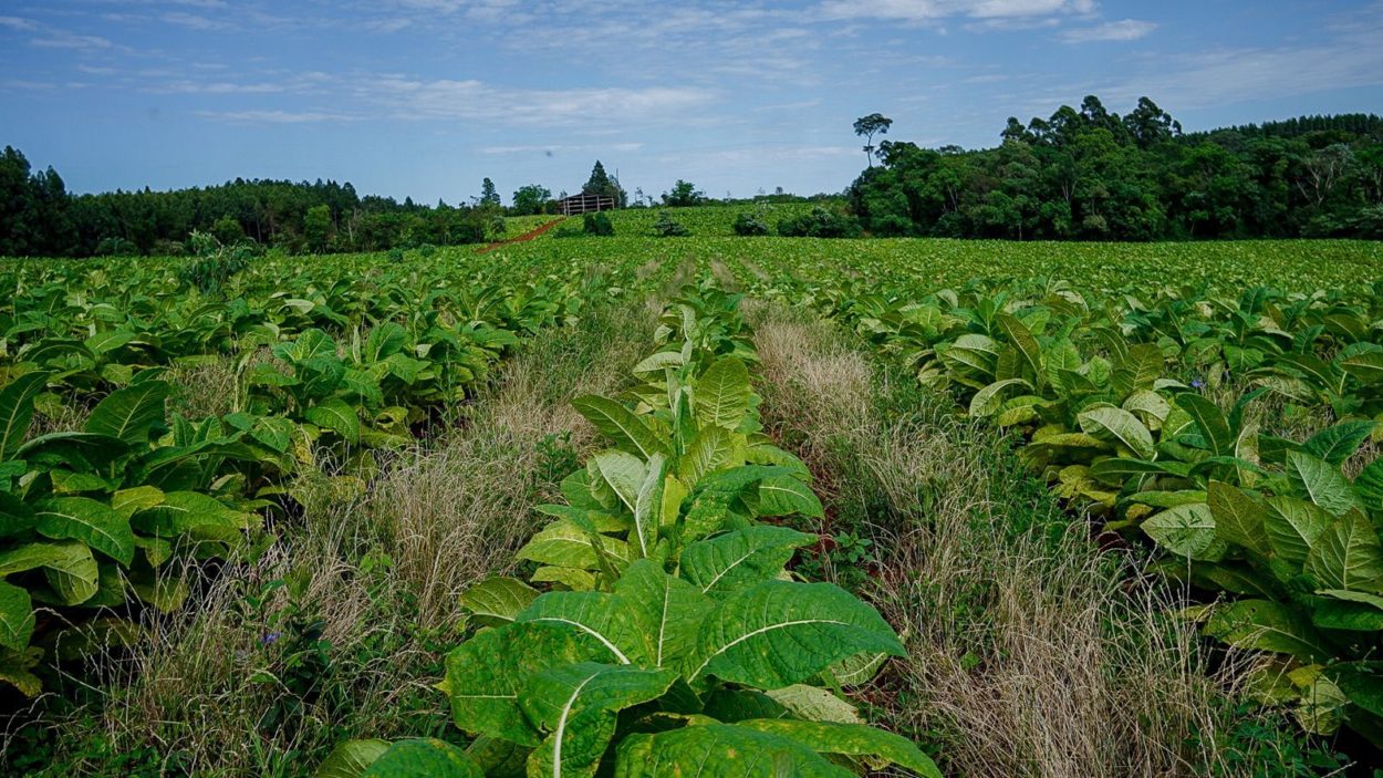 Histórica cosecha de tabaco Burley producido mediante la aplicación de bioinsumos imagen-10