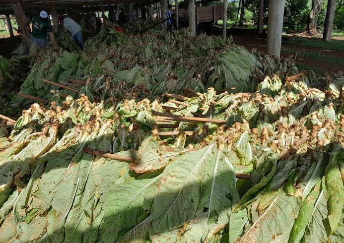 Histórica cosecha de tabaco Burley producido mediante la aplicación de bioinsumos imagen-12