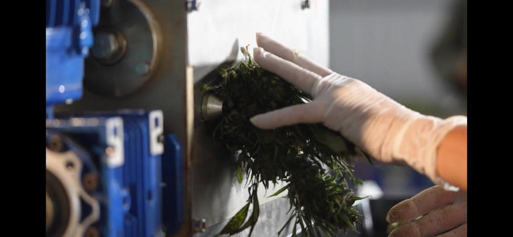 Biofábrica Misiones, con nueva cosecha de cannabis medicinal y más inversiones imagen-4