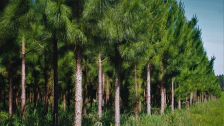 Desde Misiones, el Inta exporta genética forestal de alta calidad y rendimiento imagen-9
