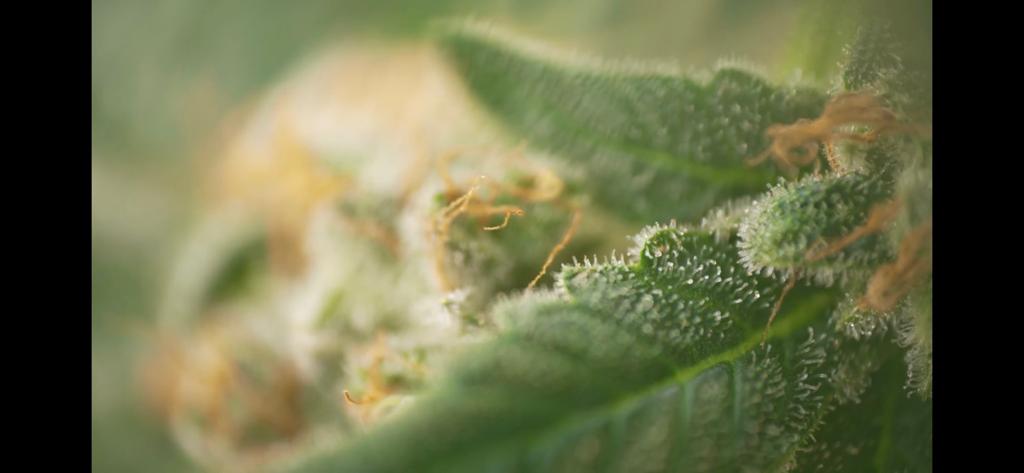 Biofábrica Misiones, con nueva cosecha de cannabis medicinal y más inversiones imagen-10