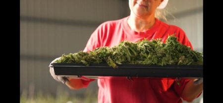 Biofábrica Misiones, con nueva cosecha de cannabis medicinal y más inversiones imagen-5