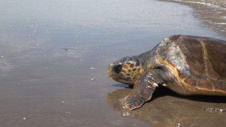Liberaron a una tortuga cabezona que había quedado atrapada en una red de pesca imagen-3
