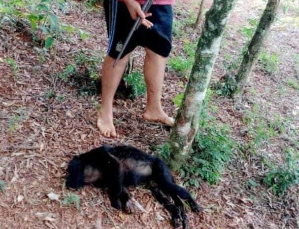 El hombre acusado de matar al mono carayá afronta una causa por la violación de distintos delitos contra el medio ambiente imagen-1