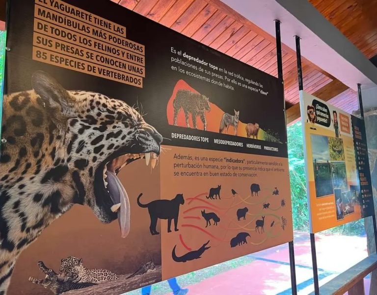 Festival del Yaguareté: Puerto Iguazú y Foz compartieron trabajos sobre la protección y conservación del mayor felino de Sudamérica imagen-43