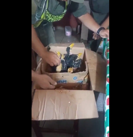 Gendarmería rescató a 12 tucanes que estaban en una caja dentro de un camión  imagen-1