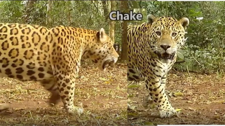 Tremenda mirada de "Chake", en el Parque Nacional Iguazú imagen-39