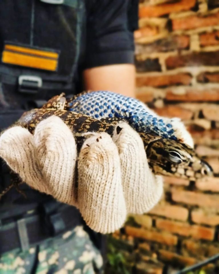 Por las inundaciones aparecieron animales silvestres en Posadas y Garupá imagen-27